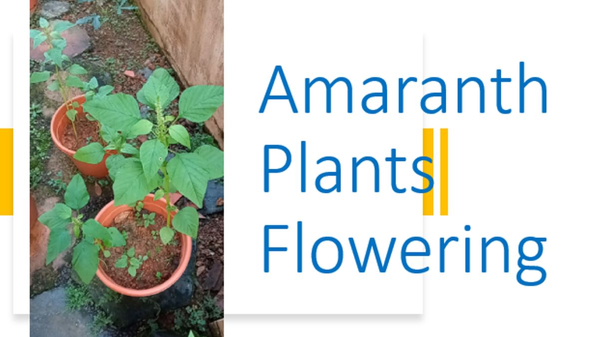 Amaranth Plants Flowering