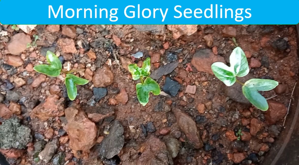 Morning Glory Seedlings