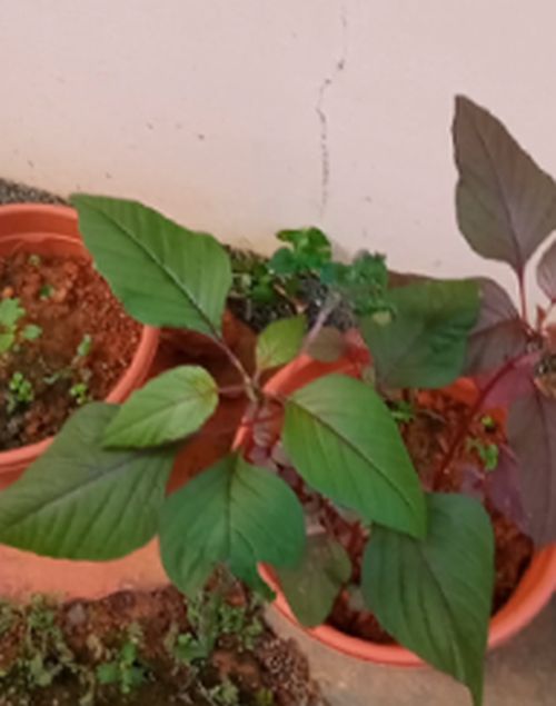 Red Amaranth plants