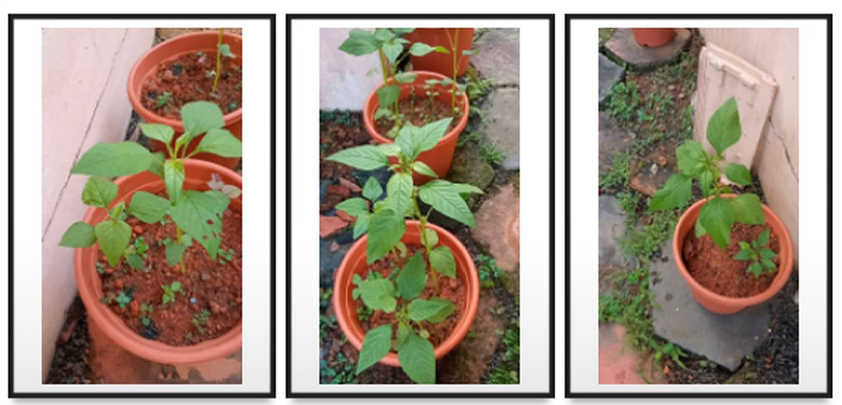 Three more pots of green Amaranth plants