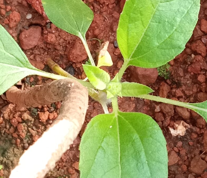 Tiny sunflower bud close up