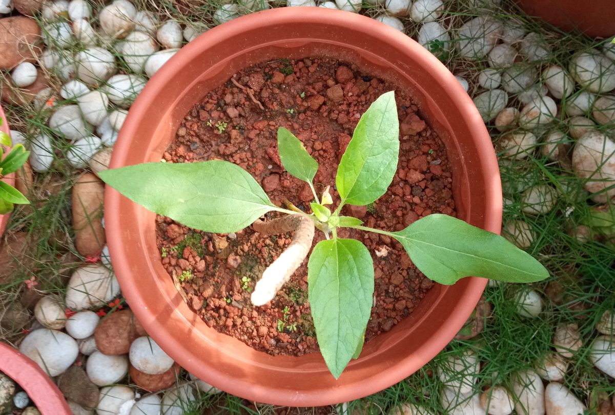 Tiny sunflower bud