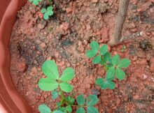 Ground nut plants