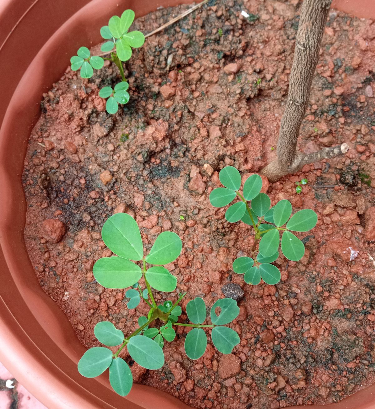 Ground nut plants