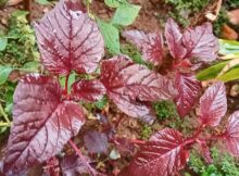 My amaranth plants