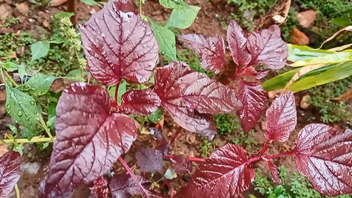 My amaranth plants