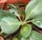 Cabbage plants growing well