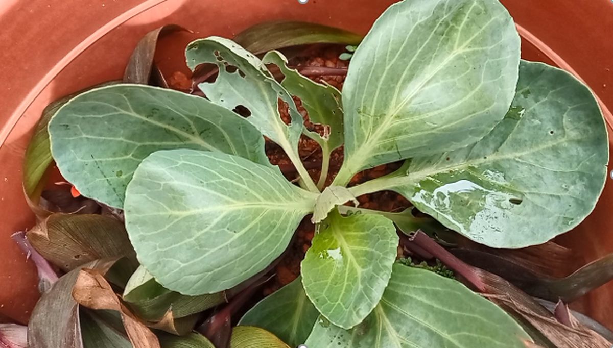 Cabbage plants growing well