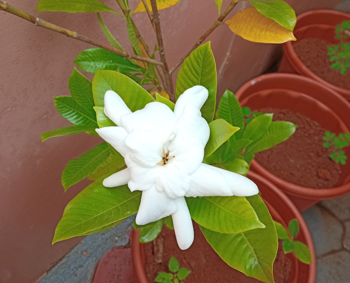 My first gardenia flower