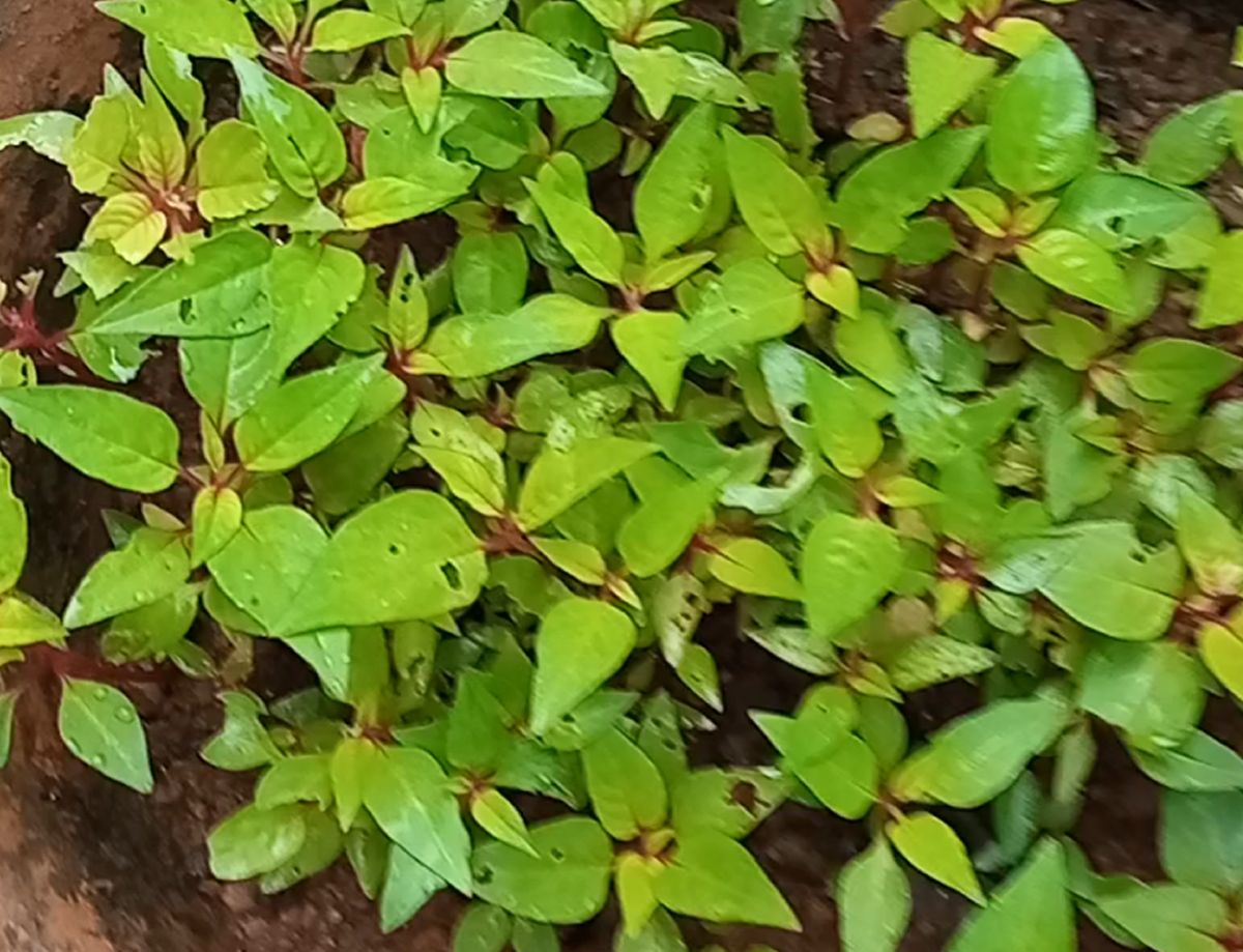 Plenty of Celosia (Cockscomb) saplings