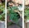 Growing Tomato plants