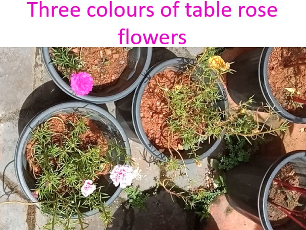 Three colours of table rose flowers